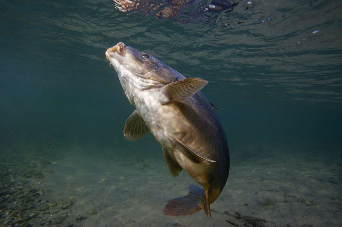 Coupe la pêche