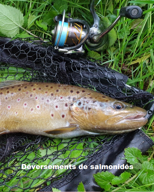 Déversements de truites réalisés par les associations de pêche agréées