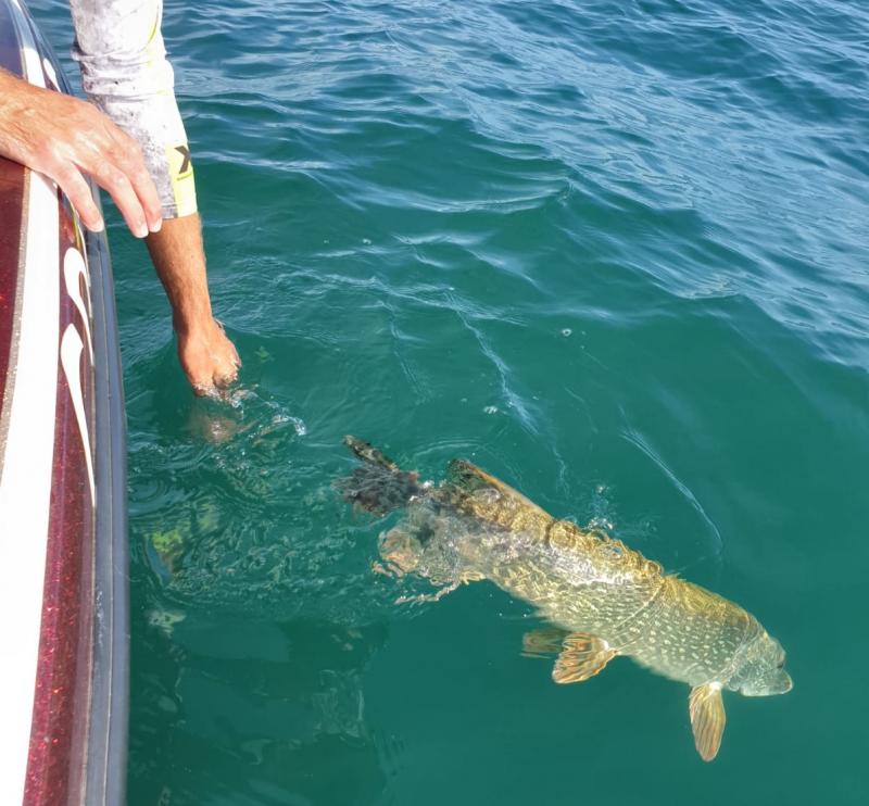 Fermeture de la pêche des carnassiers le 29 janvier 2023